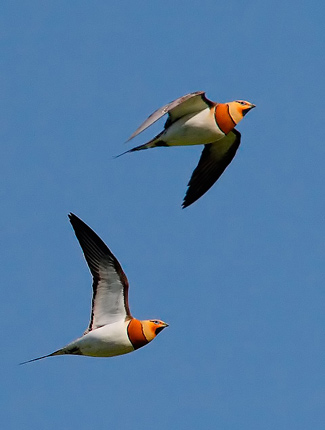 Photograph of Pin-tailed Sandgrouse