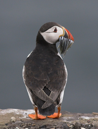 Photograph of Puffin