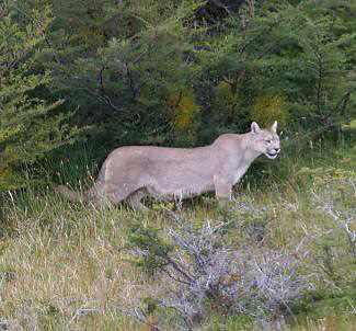 Photograph of Puma