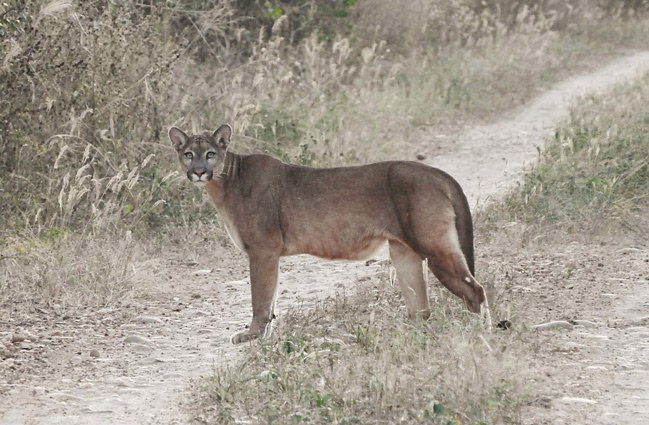 Photograph of Puma