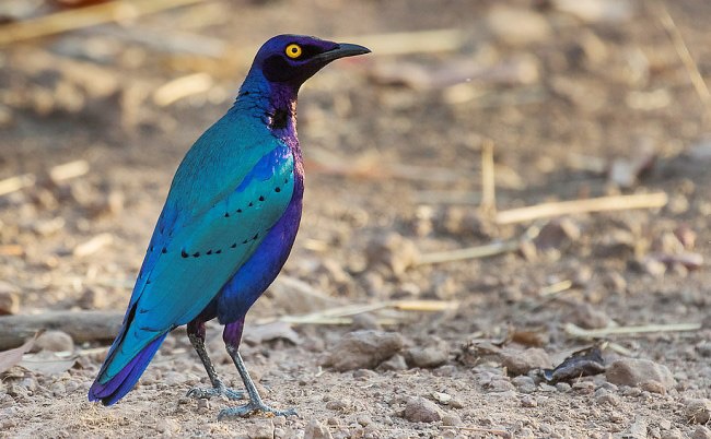 Photograph of Purple Glossy-starling