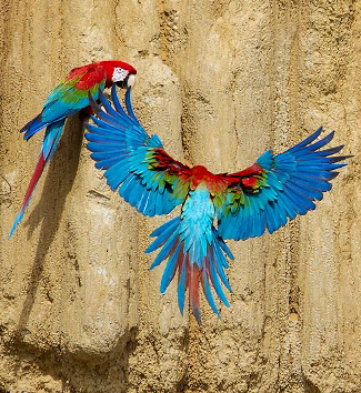 Photograph of Red-and-green Macaws