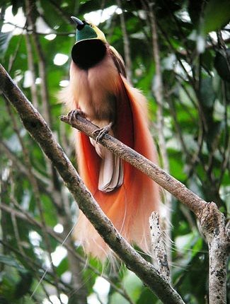 Photograph of Raggiana Bird-of-paradise