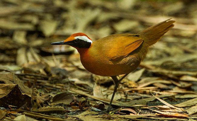 Photograph of Rail-babbler