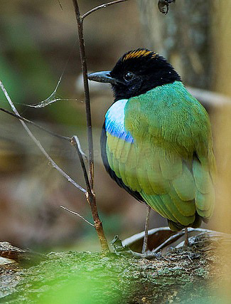 Photograph of Rainbow Pitta