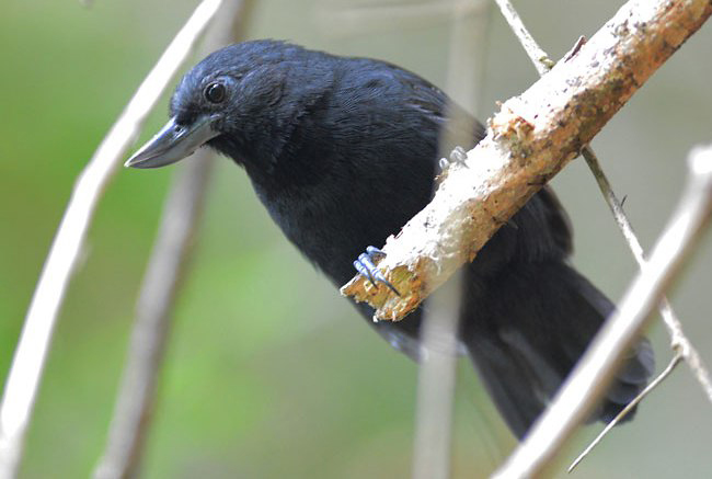 Photograph of Recurve-billed Bushbird