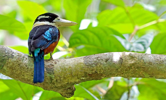 Photograph of Rufous-bellied Kookaburra