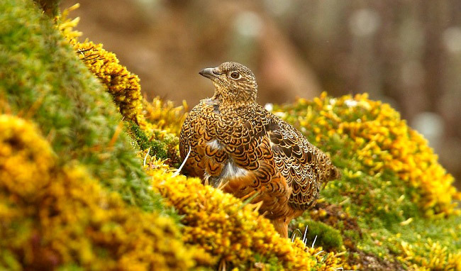 Photograph of Rufous-bellied Seedsnipe