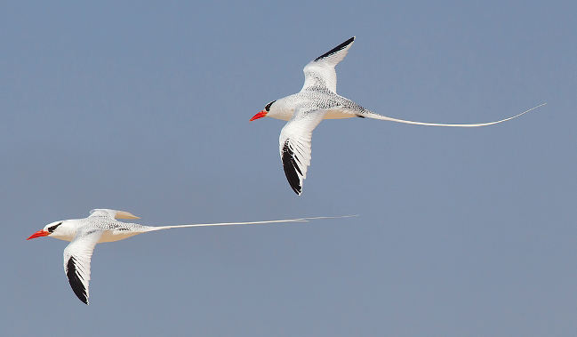 Photograph of Red-billed Tropicbirds