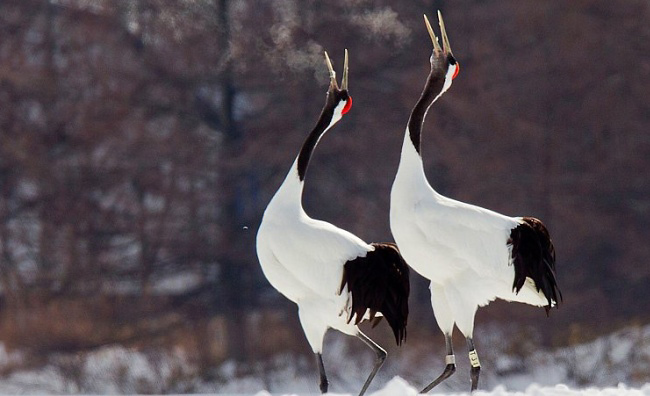 Photograph of Red-crowned Cranes