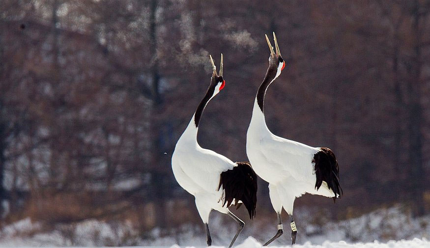 Photograph of Red-crowned Cranes