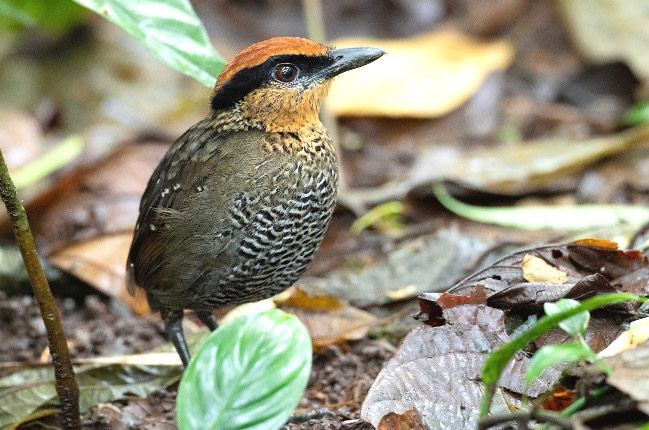 Photograph of Rufous-crowned Antpitta