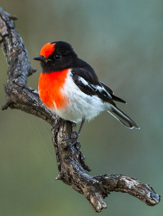 Photograph of Red-capped Robin