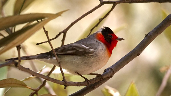 Photograph of Red-faced Warbler