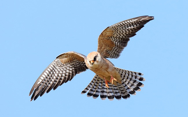 Photograph of Red-footed Falcon