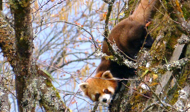 Photograph of Red Panda