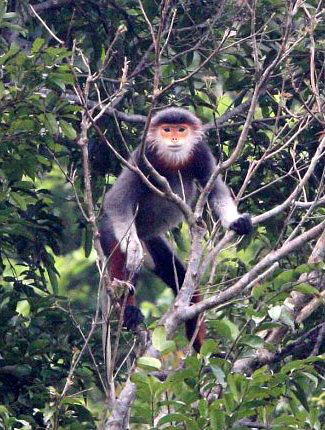Photograph of Red-shanked Douc Langur