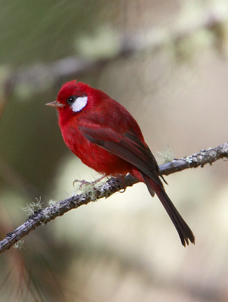 Photograph of Red Warbler