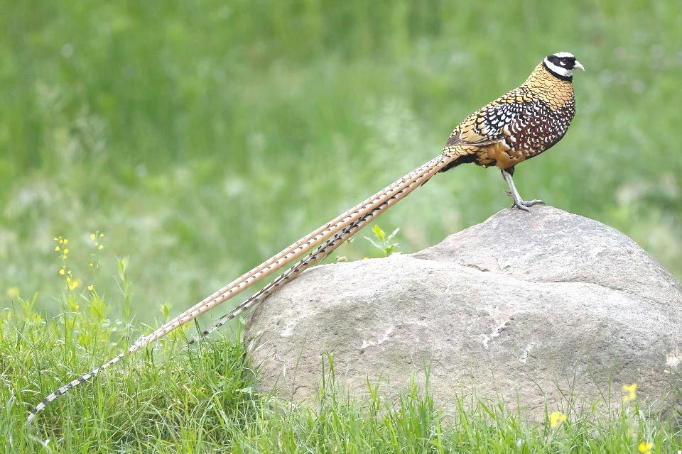 Photograph of Reeve's Pheasant