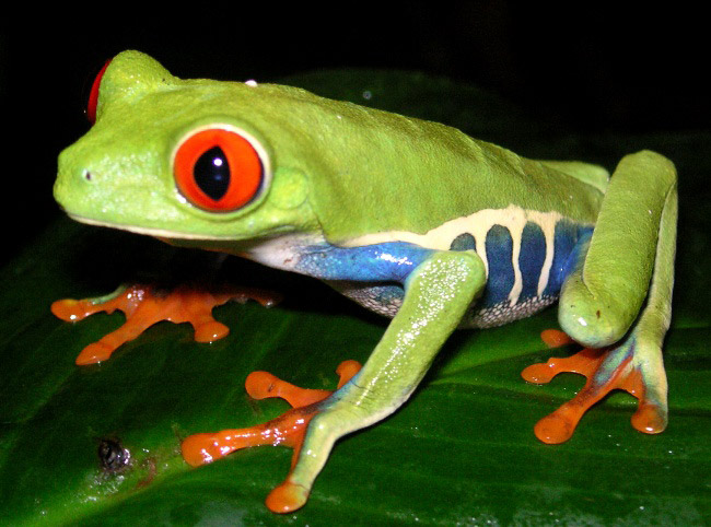 Photograph of Red-eyed Tree Frog