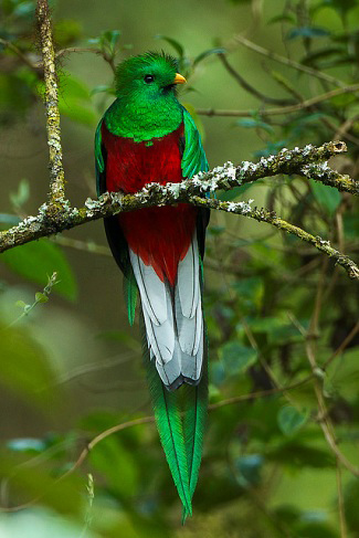 Photograph of Resplendent Quetzal