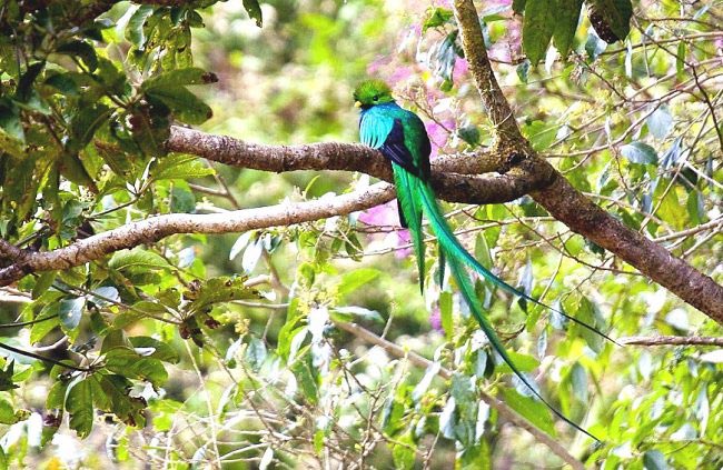 Photograph of Resplendent Quetzal