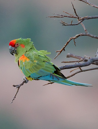 Photograph of Red-fronted Macaw