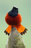 Photograph of White-capped Water Redstart or River Chat