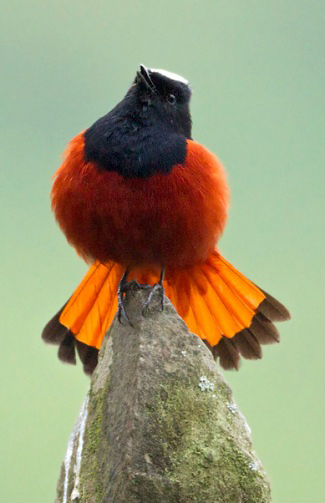 Photograph of White-capped Water-redstart (River Chat)