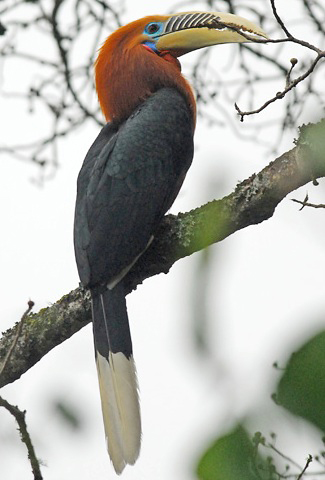 Photograph of Rufous-necked Hornbill