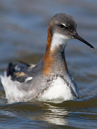 Photograph of Red-necked Phalarope