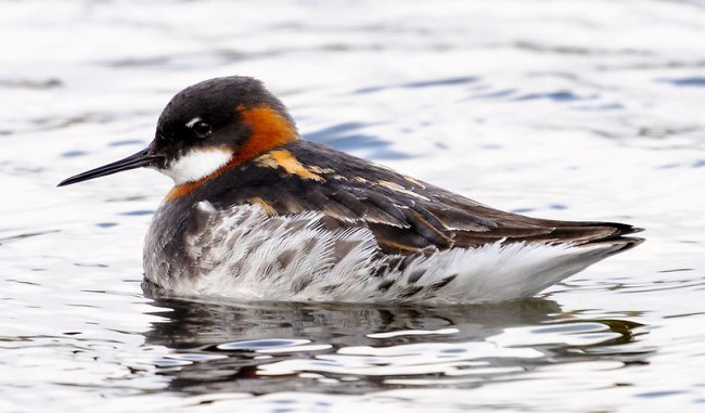 Photograph of Red-necked Phalarope