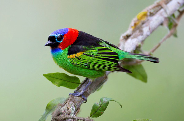 Photograph of Red-necked Tanager