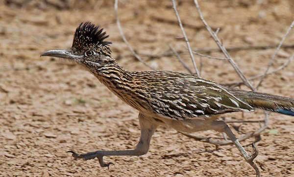 Photograph of Greater Roadrunner