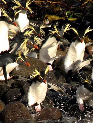 Photograph of Northern (Tristan) Rockhopper Penguins