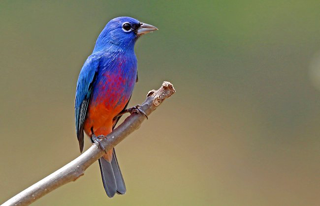 Photograph of Rose-bellied (Rosita's) Bunting