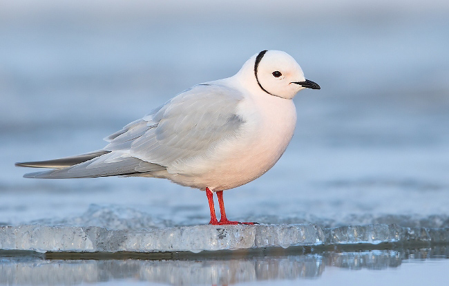 Photograph of Ross's Gull