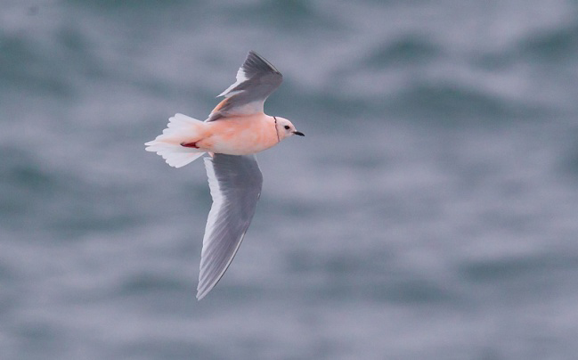 Photograph of Ross's Gull