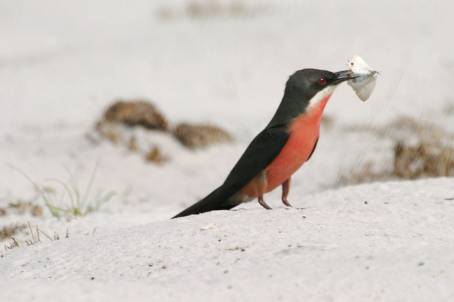 Photograph of Rosy Bee-eater