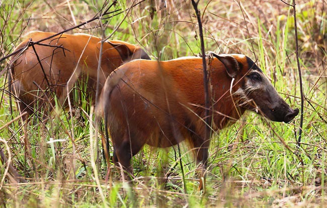 Photograph of Red River Hogs