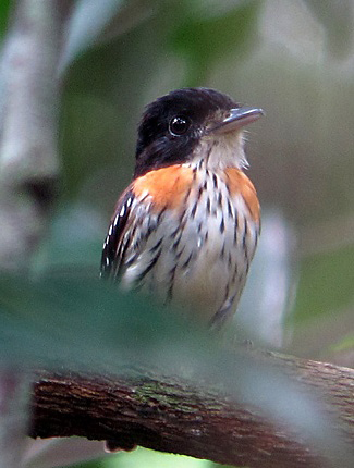 Photograph of Rufous-sided Broadbill