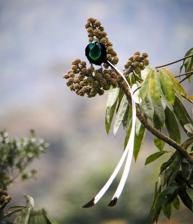 Photograph of Ribbon-tailed Astrapia