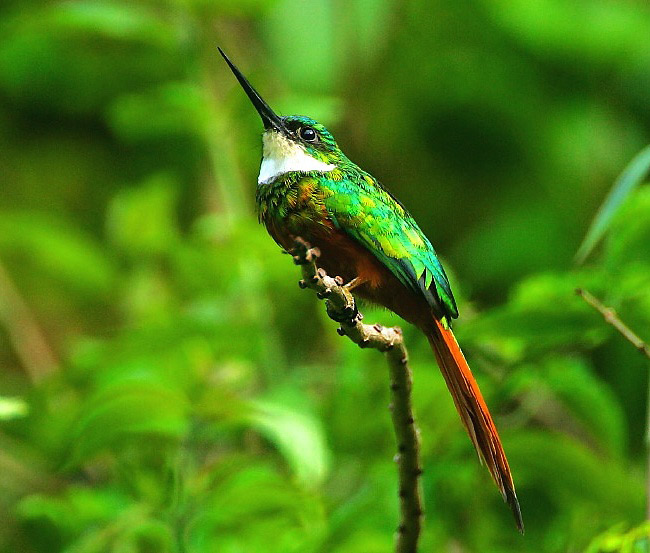 Photograph of Rufous-tailed Jacamar