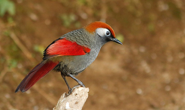 Photograph of Red-tailed Laughingthrush