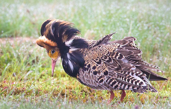 Photograph of Ruff