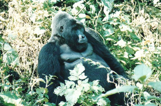 Photograph of Mountain Gorilla
