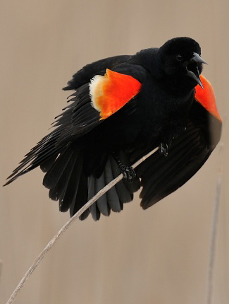 Photograph of Red-winged Blackbird