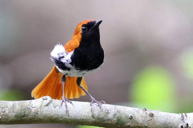 Photograph of Ryukyu Robin