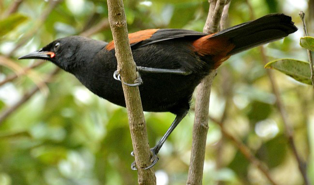 Photograph of North Island Saddleback