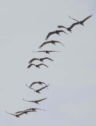 Photograph of Sandhill Cranes